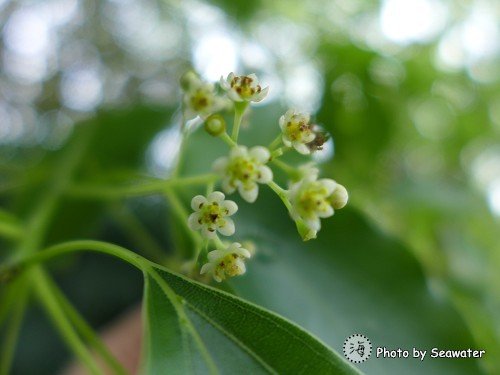 樟树.花开