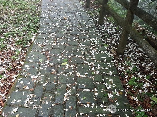 大山背休閒農業區-大旗崠古道 大山背休閒農業區-大旗崠古道