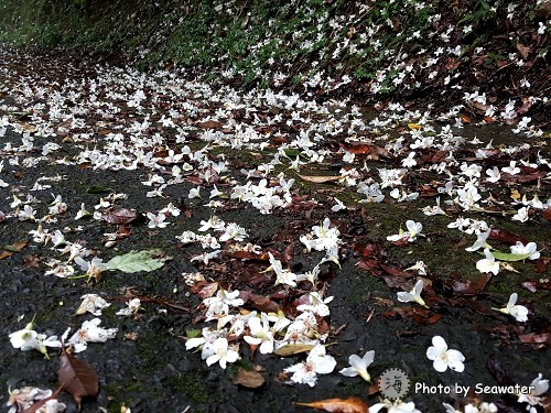 大山背休閒農業區-大旗崠古道 大山背休閒農業區-大旗崠古道