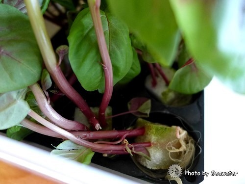 腰果花砧板原食料理 腰果花砧板原食料理