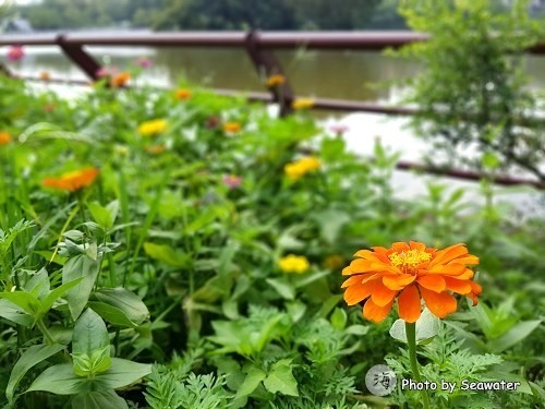靜心湖 靜心湖