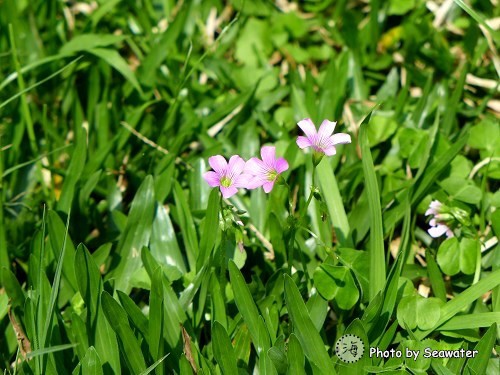 南投鹿谷內湖國小 南投鹿谷內湖國小