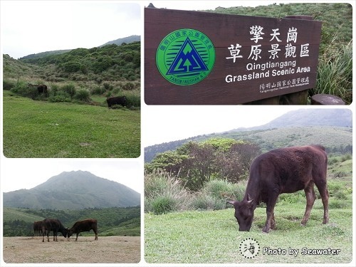 擎天崗 擎天崗