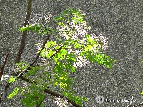 中華大學-紫藤花開了 中華大學-紫藤花開了