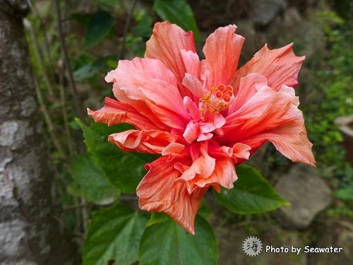 華陶窯 華陶窯