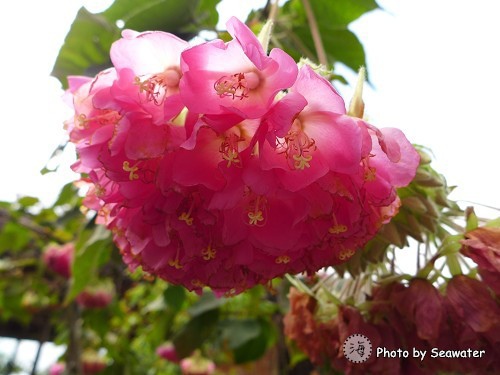 華陶窯 華陶窯