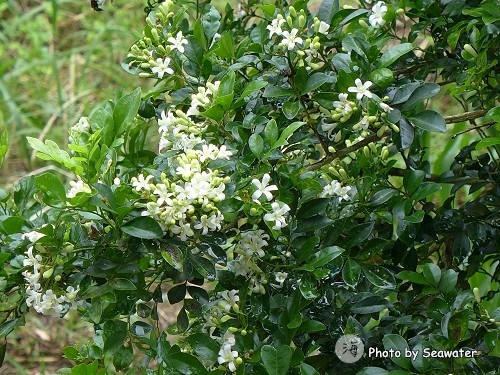 九芎湖飽覽生態景觀 開心農場樂遊遊 九芎湖飽覽生態景觀 開心農場樂遊遊