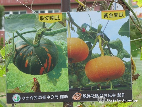 龍昇湖畔(2014龍昇金瓜藝術季) 龍昇湖畔(2014龍昇金瓜藝術季)
