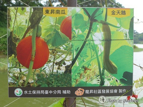 龍昇湖畔(2014龍昇金瓜藝術季) 龍昇湖畔(2014龍昇金瓜藝術季)