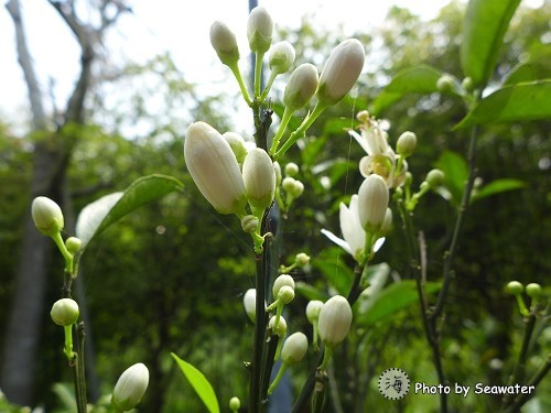 關西仙草博物館 關西仙草博物館