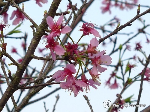 青青草原-櫻花大道 青青草原-櫻花大道