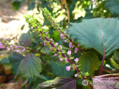 白蘇,桂荏(爾雅),荏子,赤蘇,紅蘇,香蘇,黑蘇,白紫蘇,青蘇,野蘇,蘇麻