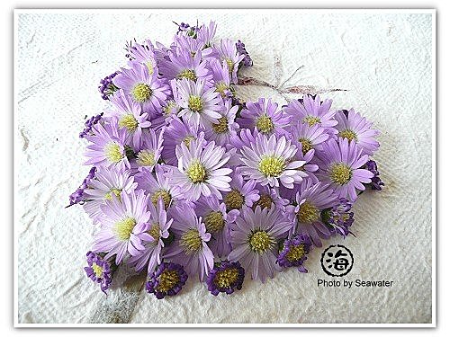 孔雀紫苑 天使花 海水格格x饗樂生活