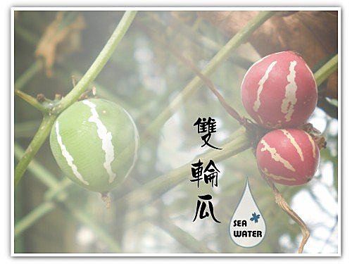 双轮瓜 - 海水格格x飨乐生活