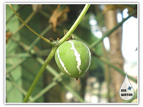 双轮瓜 - 海水格格x飨乐生活