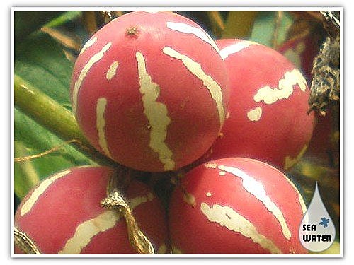 双轮瓜 - 海水格格x飨乐生活