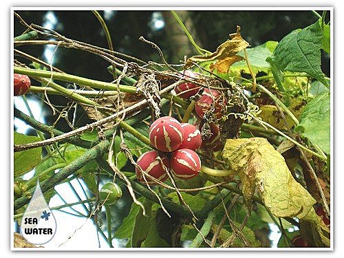 双轮瓜 - 海水格格x飨乐生活