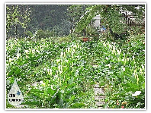 與海芋相約在竹子湖 海水格格x饗樂生活