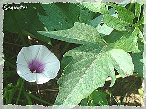 我不是牽牛花 地瓜花 海水格格x饗樂生活